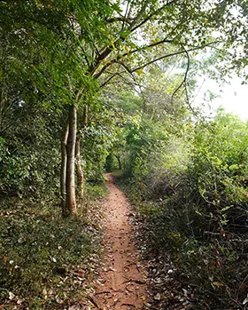 Forest walking in Auroville